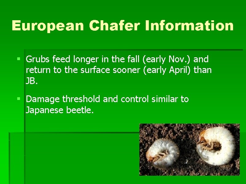 European Chafer Information § Grubs feed longer in the fall (early Nov. ) and European Chafer Information § Grubs feed longer in the fall (early Nov. ) and