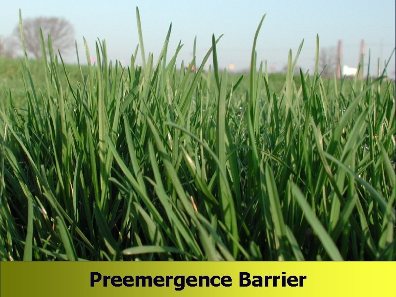 Preemergence Barrier Preemergence Barrier