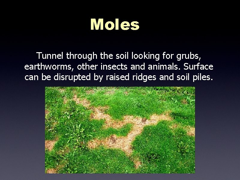 Moles Tunnel through the soil looking for grubs, earthworms, other insects and animals. Surface Moles Tunnel through the soil looking for grubs, earthworms, other insects and animals. Surface