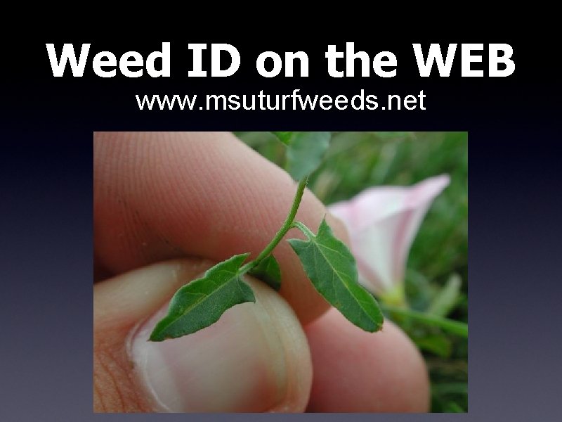 Weed ID on the WEB www. msuturfweeds. net Weed ID on the WEB www. msuturfweeds. net