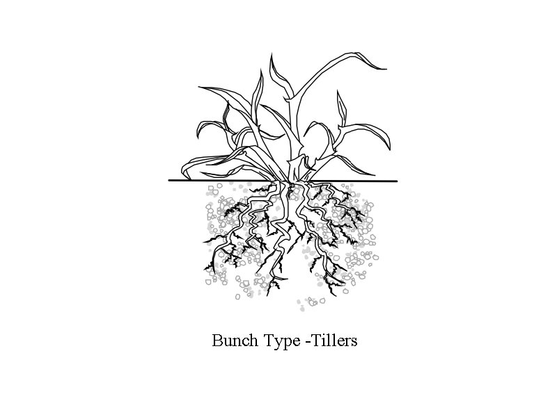 Bunch Type -Tillers Bunch Type -Tillers