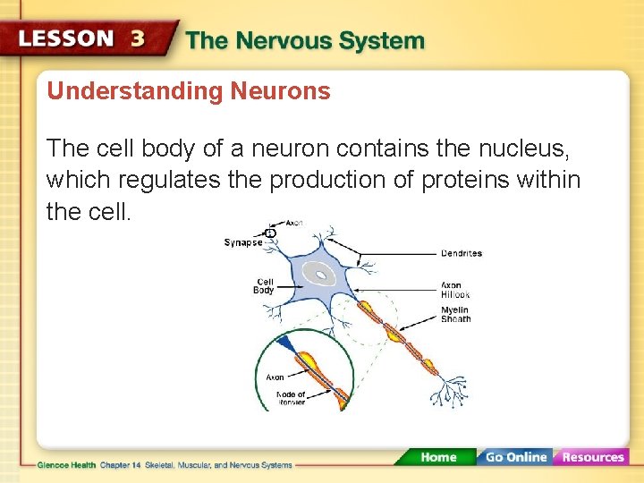 Understanding Neurons The cell body of a neuron contains the nucleus, which regulates the