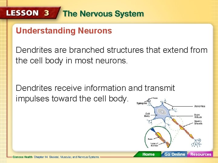 Understanding Neurons Dendrites are branched structures that extend from the cell body in most