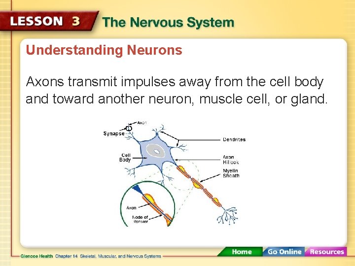 Understanding Neurons Axons transmit impulses away from the cell body and toward another neuron,