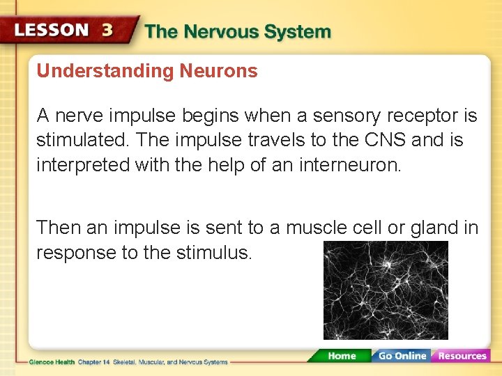 Understanding Neurons A nerve impulse begins when a sensory receptor is stimulated. The impulse