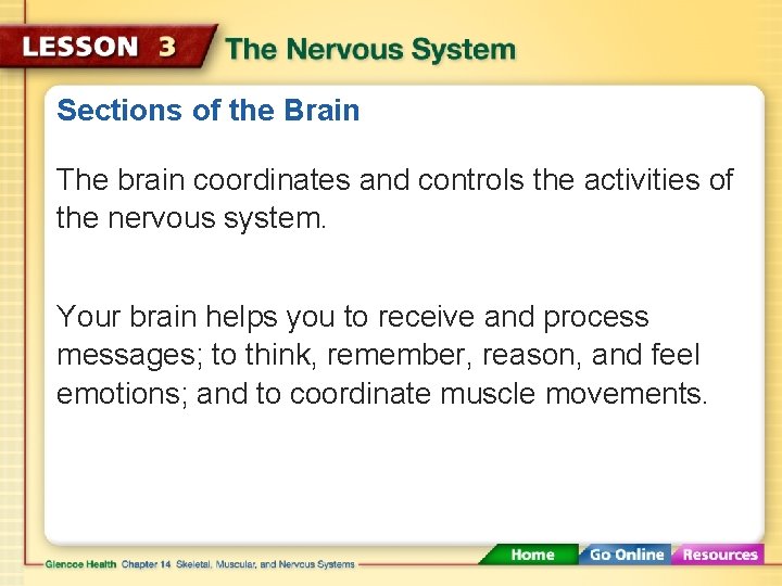 Sections of the Brain The brain coordinates and controls the activities of the nervous