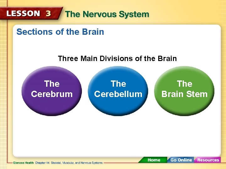 Sections of the Brain Three Main Divisions of the Brain The Cerebrum The Cerebellum