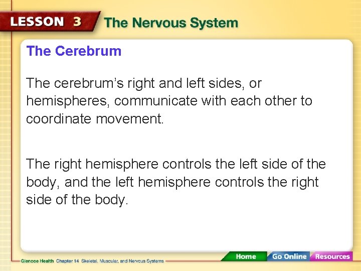 The Cerebrum The cerebrum’s right and left sides, or hemispheres, communicate with each other
