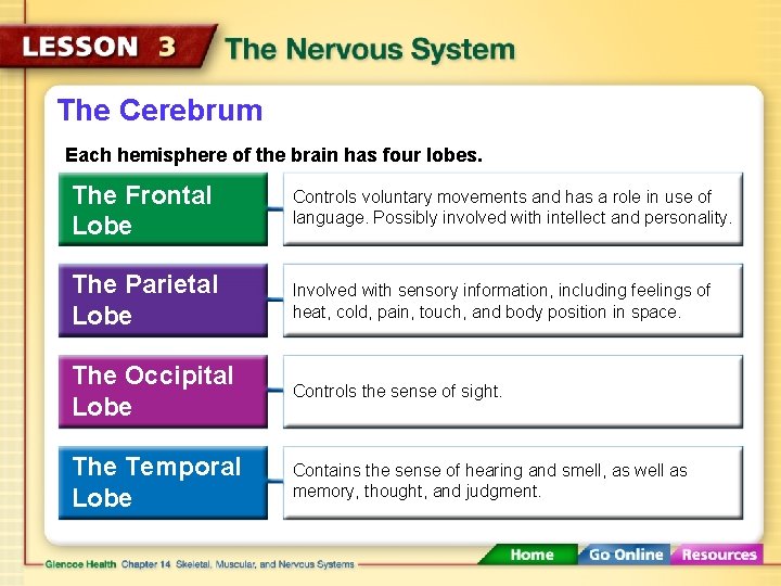 The Cerebrum Each hemisphere of the brain has four lobes. The Frontal Lobe Controls