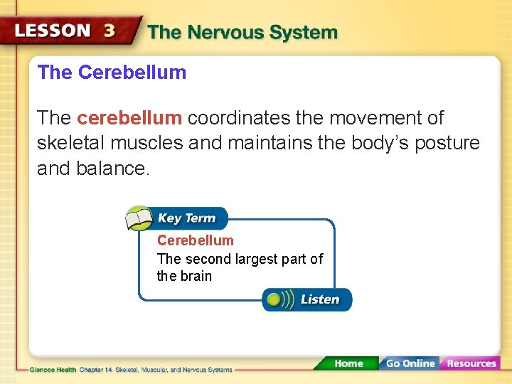 The Cerebellum The cerebellum coordinates the movement of skeletal muscles and maintains the body’s