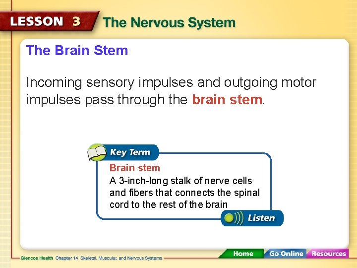 The Brain Stem Incoming sensory impulses and outgoing motor impulses pass through the brain