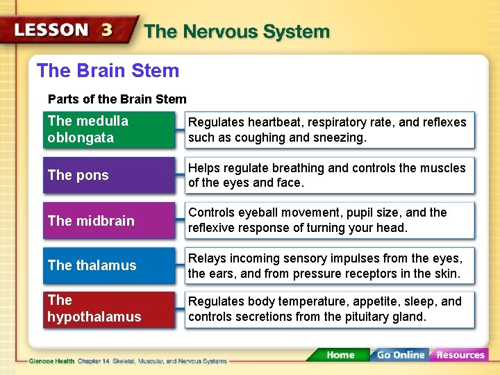 The Brain Stem Parts of the Brain Stem The medulla oblongata Regulates heartbeat, respiratory