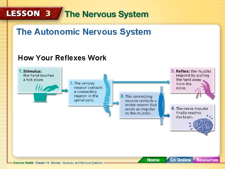 The Autonomic Nervous System How Your Reflexes Work 