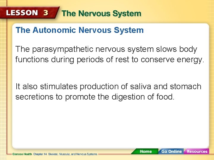 The Autonomic Nervous System The parasympathetic nervous system slows body functions during periods of