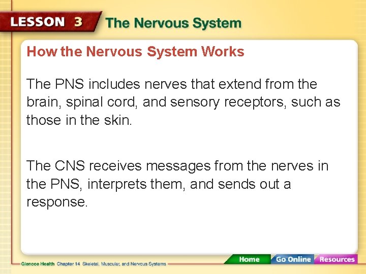 How the Nervous System Works The PNS includes nerves that extend from the brain,