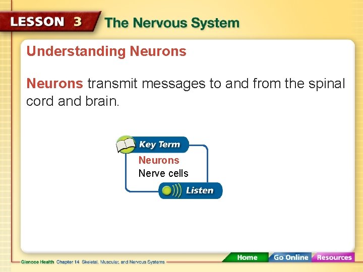 Understanding Neurons transmit messages to and from the spinal cord and brain. Neurons Nerve