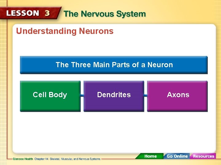 Understanding Neurons The Three Main Parts of a Neuron Cell Body Dendrites Axons 