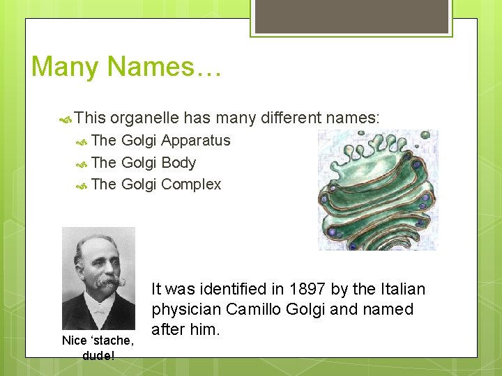 Many Names… This organelle has many different names: The Golgi Apparatus The Golgi Body