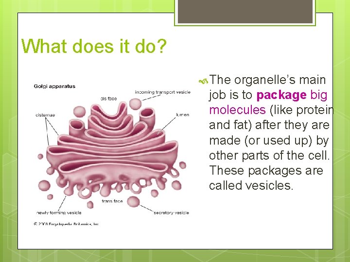 What does it do? The organelle’s main job is to package big molecules (like