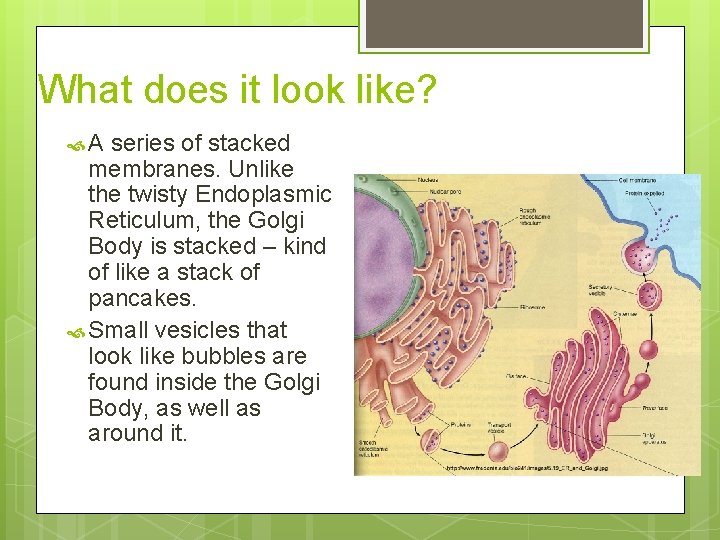 What does it look like? A series of stacked membranes. Unlike the twisty Endoplasmic