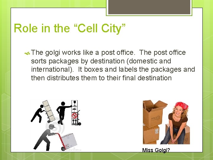 Role in the “Cell City” The golgi works like a post office. The post