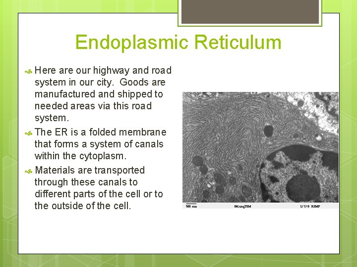 Endoplasmic Reticulum Here are our highway and road system in our city. Goods are