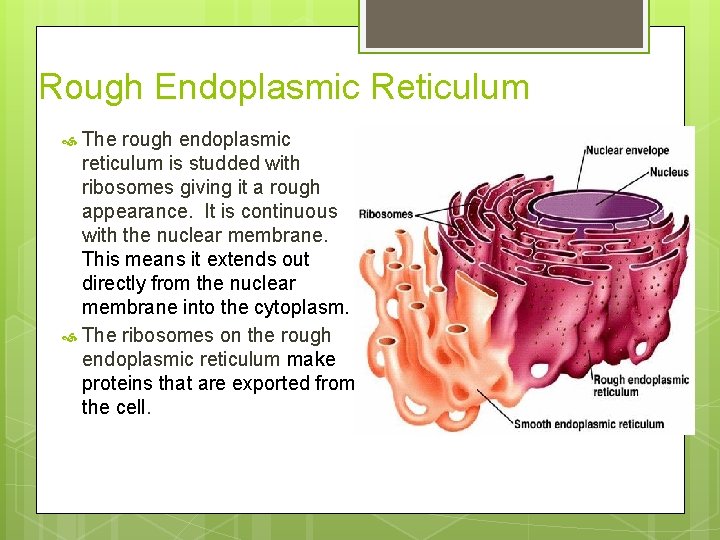 Rough Endoplasmic Reticulum The rough endoplasmic reticulum is studded with ribosomes giving it a