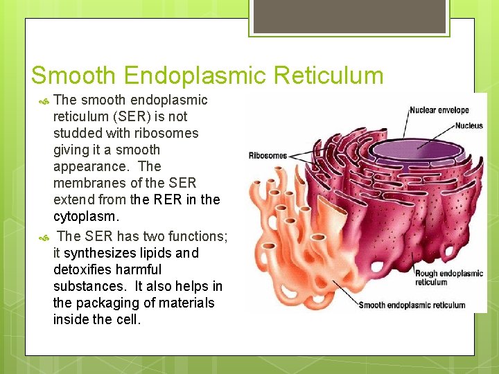 Smooth Endoplasmic Reticulum The smooth endoplasmic reticulum (SER) is not studded with ribosomes giving