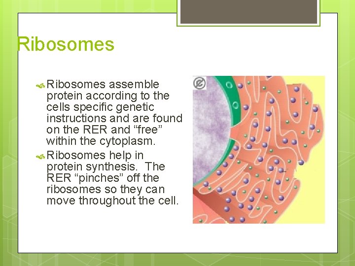Ribosomes assemble protein according to the cells specific genetic instructions and are found on
