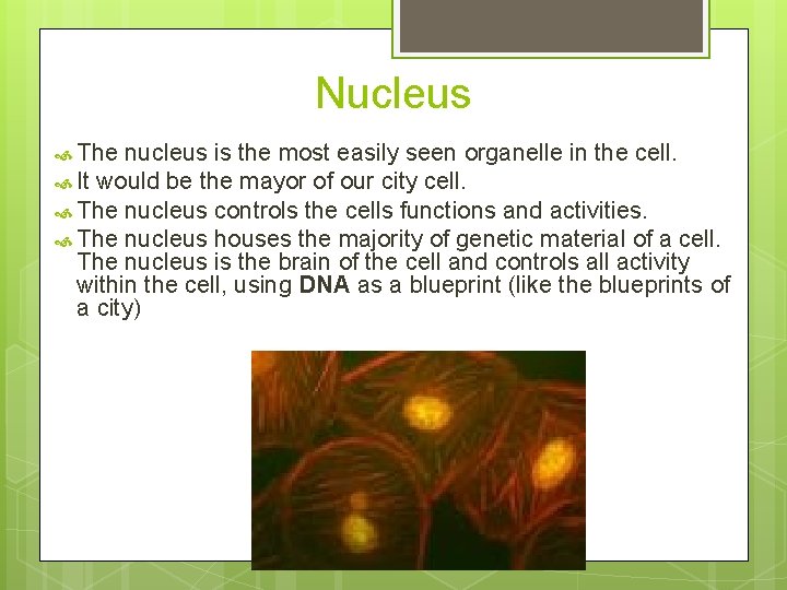 Nucleus The nucleus is the most easily seen organelle in the cell. It would
