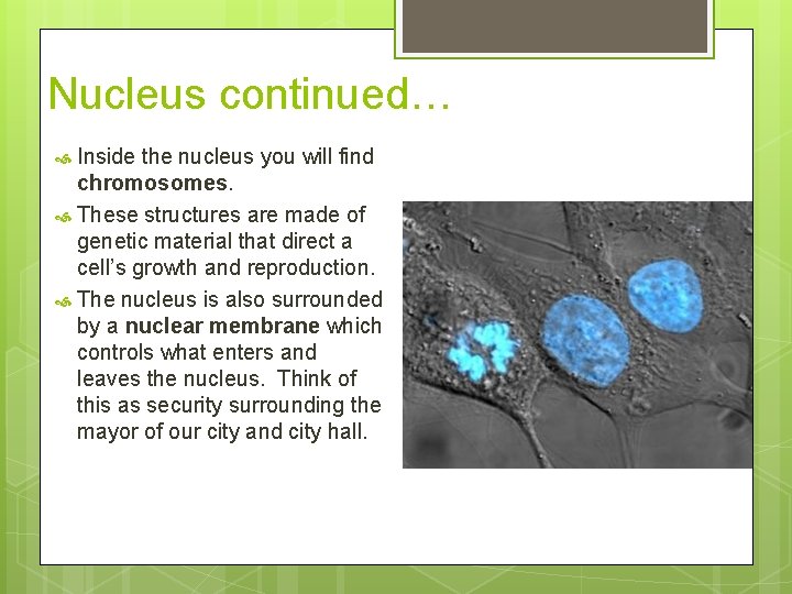Nucleus continued… Inside the nucleus you will find chromosomes. These structures are made of