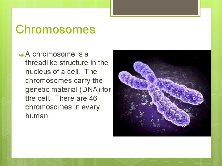 Chromosomes A chromosome is a threadlike structure in the nucleus of a cell. The