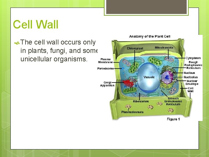 Cell Wall The cell wall occurs only in plants, fungi, and some unicellular organisms.