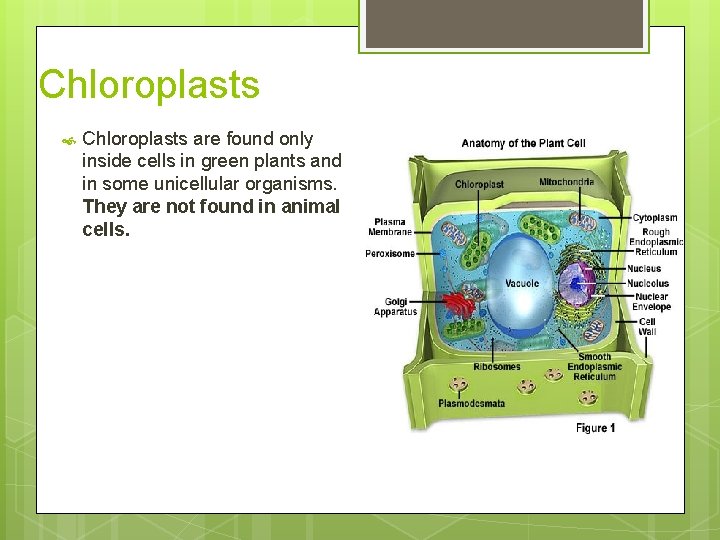 Chloroplasts are found only inside cells in green plants and in some unicellular organisms.