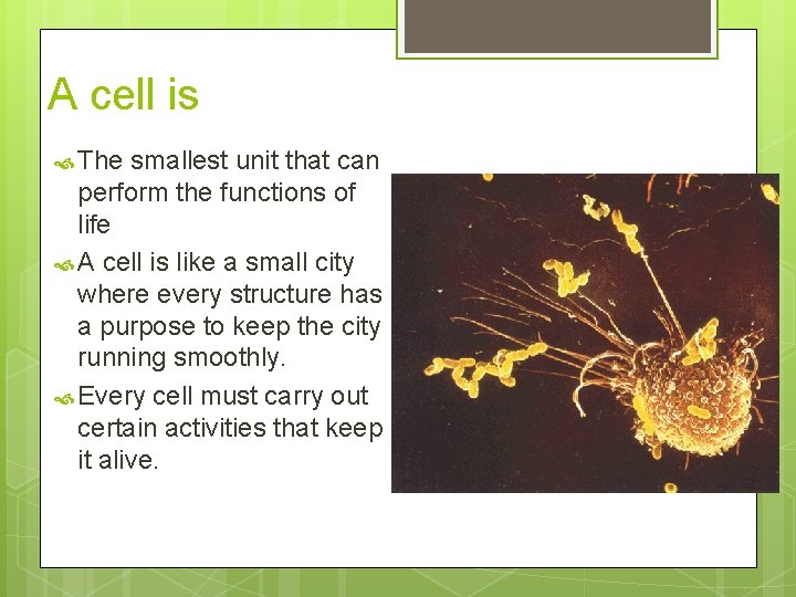 A cell is The smallest unit that can perform the functions of life A