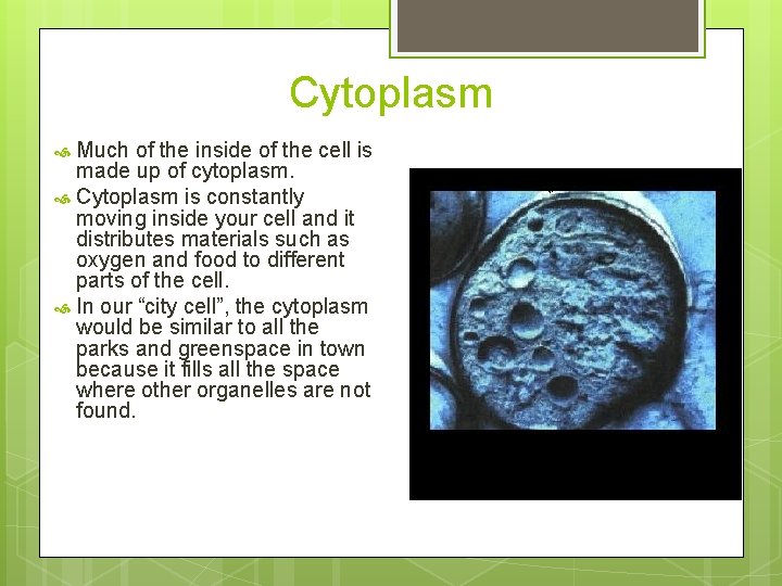 Cytoplasm Much of the inside of the cell is made up of cytoplasm. Cytoplasm