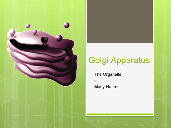 Golgi Apparatus The Organelle of Many Names 