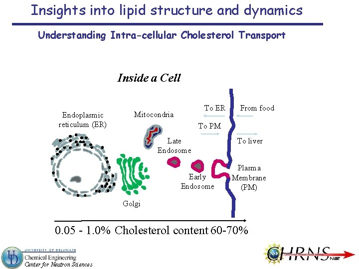 Insights into lipid structure and dynamics Understanding Intra-cellular Cholesterol Transport Inside a Cell Endoplasmic