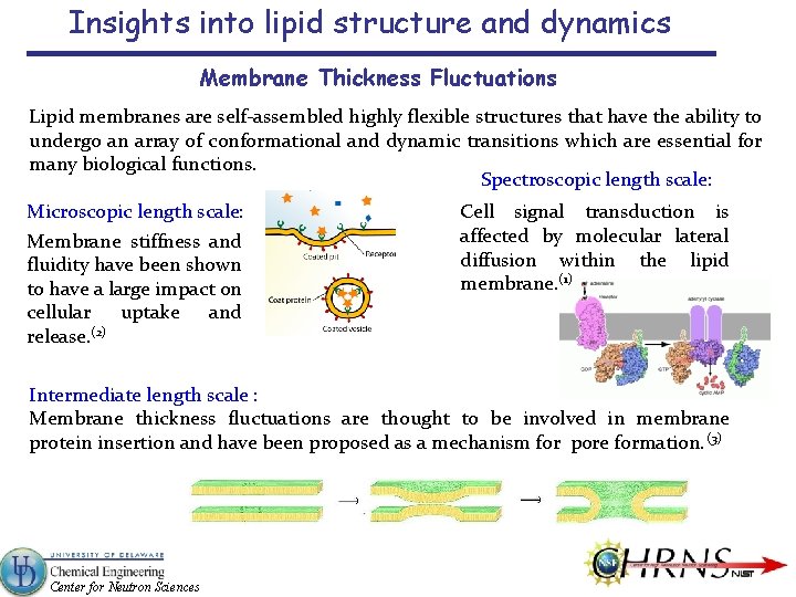 Insights into lipid structure and dynamics Membrane Thickness Fluctuations Lipid membranes are self-assembled highly