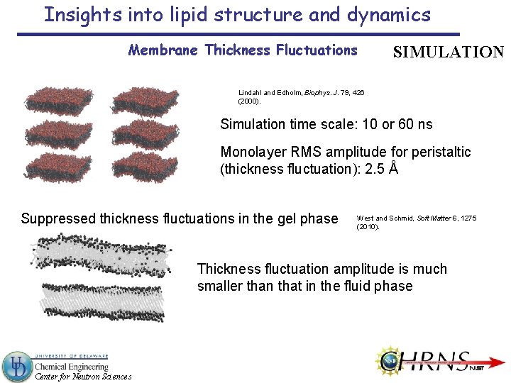 Insights into lipid structure and dynamics Membrane Thickness Fluctuations SIMULATION Lindahl and Edholm, Biophys.