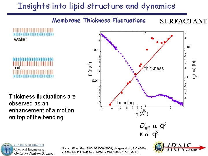 Insights into lipid structure and dynamics Membrane Thickness Fluctuations SURFACTANT thickness Thickness fluctuations are