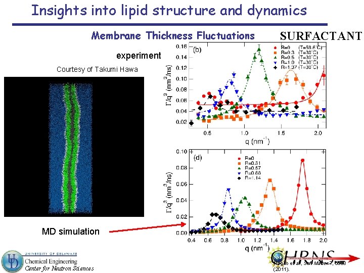 Insights into lipid structure and dynamics Membrane Thickness Fluctuations SURFACTANT experiment Courtesy of Takumi