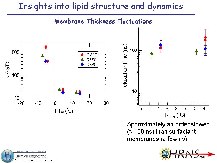 Insights into lipid structure and dynamics Membrane Thickness Fluctuations Approximately an order slower (≈