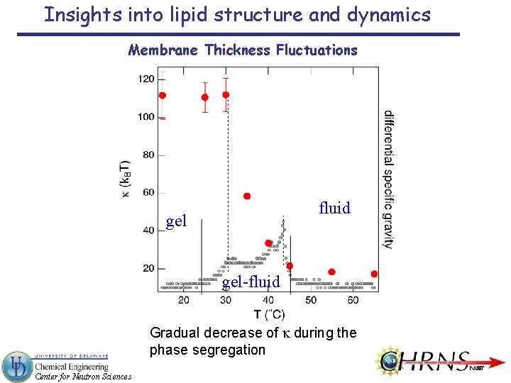 Insights into lipid structure and dynamics Membrane Thickness Fluctuations fluid gel-fluid Gradual decrease of