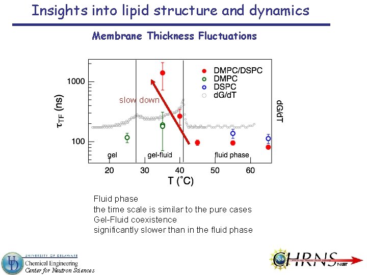 Insights into lipid structure and dynamics Membrane Thickness Fluctuations slow down Fluid phase the