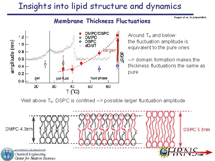 Insights into lipid structure and dynamics Membrane Thickness Fluctuations larger Nagao et al. ,