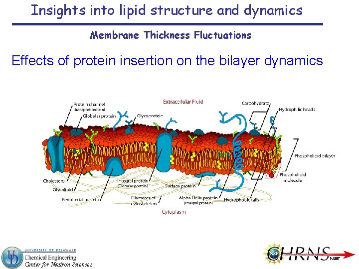 Insights into lipid structure and dynamics Membrane Thickness Fluctuations Effects of protein insertion on