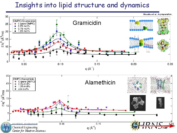 Insights into lipid structure and dynamics Woodka et al. , in preparation. Gramicidin Alamethicin