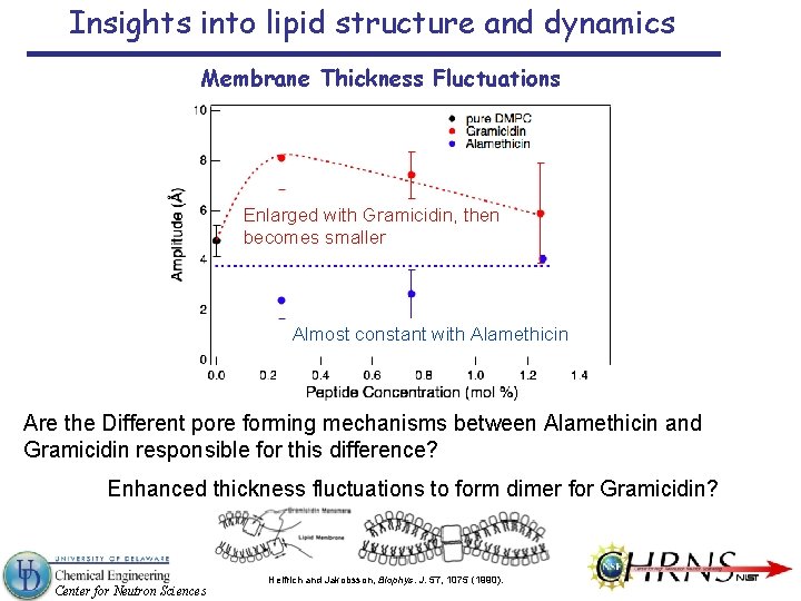 Insights into lipid structure and dynamics Membrane Thickness Fluctuations Enlarged with Gramicidin, then becomes