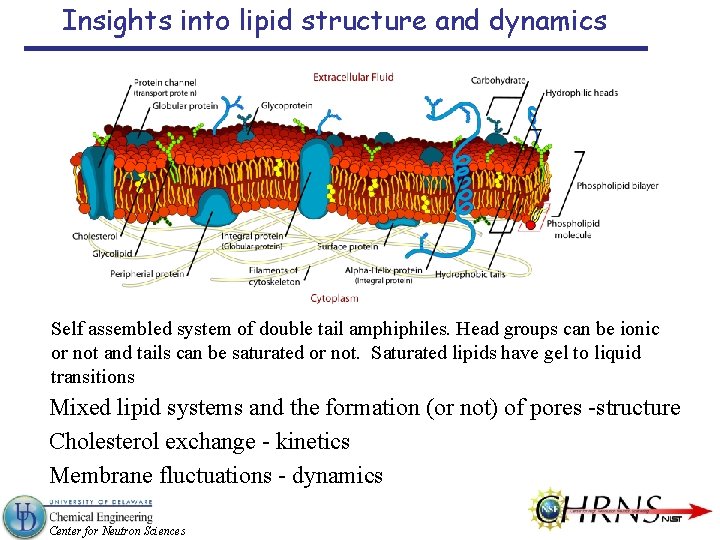 Insights into lipid structure and dynamics Self assembled system of double tail amphiphiles. Head